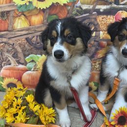 Australian Shepherds from Mad Ranch