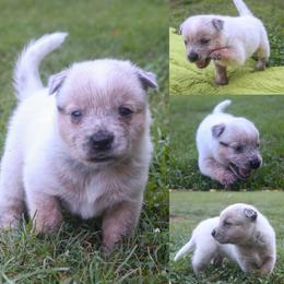 Tank - Red speckled male Australian Cattle Dog puppy in Gatlinburg, Tennessee from Greenbrier