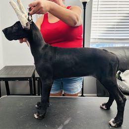 Great Dane Puppies from Dane Dreamin’