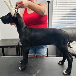 Great Dane Puppies from Dane Dreamin’