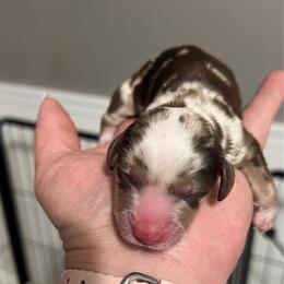 Bruno - Dapple male Dachshund puppy in Miami, Florida from Maitime Dachshund