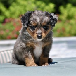 REEF - Blue merle male Toy Australian Shepherd puppy in Bixby, Oklahoma from Roeboat Aussies