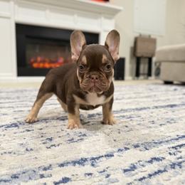 French Bulldog Puppies from Frenchie Envy Puppies