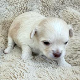 Finn - Cream male Chihuahua puppy in Red Bluff, California from Lane’s Little Long Coats