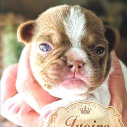 Ivoire - Tricolors female French Bulldog puppy in Fort Atkinson, Wisconsin from Bishop Bullyz