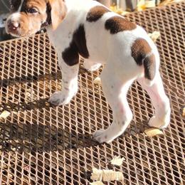 Boy 3 - Liver roan male German Shorthaired Pointer puppy in Henderson, Texas from C4 Gun Dogs