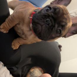 Red girl - Fawn female French Bulldog puppy in Berea, Kentucky from Bully Life Farms