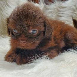 Dark Chocolate Male 2 - Chocolate male Shih Tzu puppy in Hillsdale, Michigan from Prairie Fen Farm