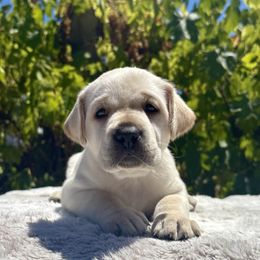 Girl 1 - Yellow female Labrador Retriever puppy in Santa Rosa, California from Legendary Labs of California