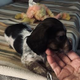 Boy 3 - male Dachshund puppy in Belton, Texas from Dominos Ch Mini Dachshunds
