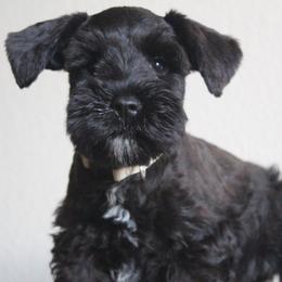 AKC Kyoto ( White) - Black male Miniature Schnauzer puppy in Vista, California from Olympus Schnauzers