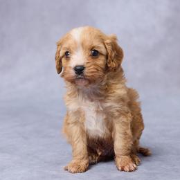 Dax - Red male Cavapoo puppy in Apple Creek, Ohio from Grandeur Valley Puppies