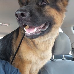 German Shepherd Puppies from Persevere Kennels