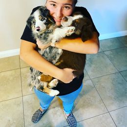 Aussiedoodle and Australian Shepherd Puppies from Annie's Aussies