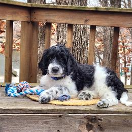 Meet Patches :) - Black and white male Cavapoo puppy in Centerville, Iowa from Barnyard Dachshunds, Dals & Doodles