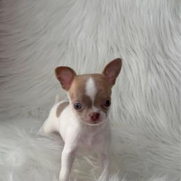 Asher - 4,820 - Blue brindled fawn male Chihuahua puppy in Houston, Texas from The Chihuahua Haus