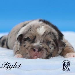 Piglet - Blue merle male Miniature Australian Shepherd puppy in Weeki Wachee, Florida from Arlington's Mini Aussies
