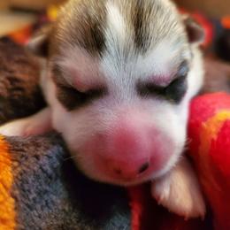 Chili (blue) - Gray and white female Siberian Husky puppy in Elk River, Minnesota from Naturez Siberians