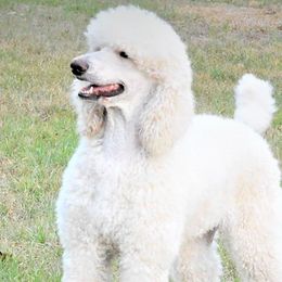 Anastasia - Poodle