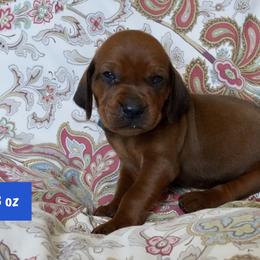 Blue Boy - Red male Redbone Coonhound puppy in Shreveport, Louisiana from BAFERD Kennels