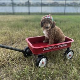 Goldendoodle Puppies from The Doodle House