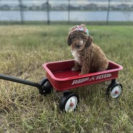Goldendoodle Puppies from The Doodle House