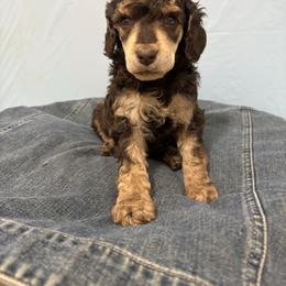 Cupid - Phantom male Poodle puppy in Conway, Arkansas from Arkansas River Poodles