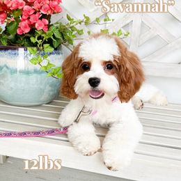 Savannah - Cavapoo