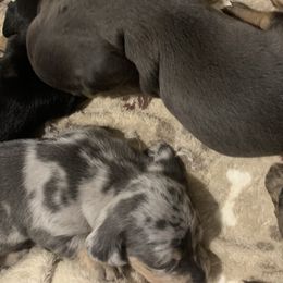 Dachshunds from Thedachhouse