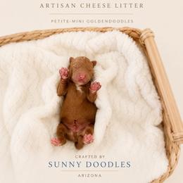 Colby - Red  male Goldendoodle puppy in Queen Creek, Arizona from Sunny Doodles