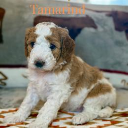 Tamarind - Parti female Goldendoodle puppy in Houston, Texas from Golden Life Doodles