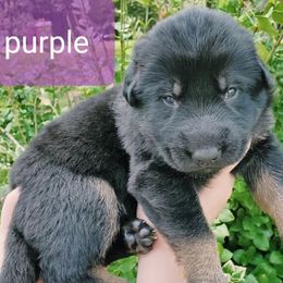 German Shepherd Puppies from Sheldon Shepherds LLC