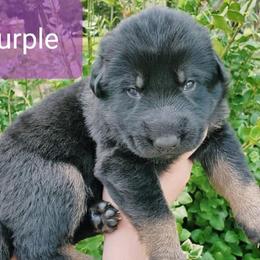 German Shepherd Puppies from Sheldon Shepherds LLC