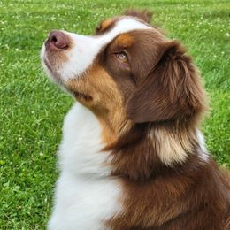 Rock - Miniature American Shepherd