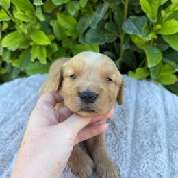 Boy 3 - Golden male Golden Retriever puppy in Salt Lake City, Utah from Deseret Peak Goldens