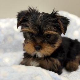 Boy 4 - Black and tan male Yorkshire Terrier puppy in Livermore, California from Ruben & Tatiana’s Yorkshire Terriers