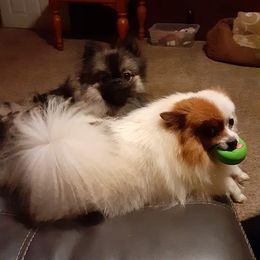 Binx - Pomeranian