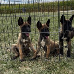 Belgian Malinois from Minimal Mal