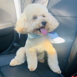 Poodles from iDIGGit Promising Poodles
