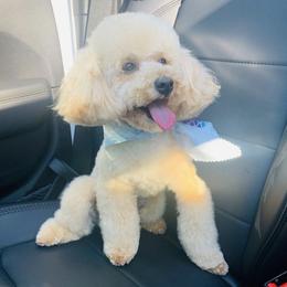 Poodles from iDIGGit Promising Poodles