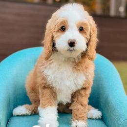 Cheer - Red  female Goldendoodle puppy in Hartwell, Georgia from BellaDoodles