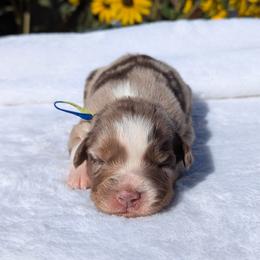 Tie dye collar - Red merle male Australian Shepherd puppy in Coulee City, Washington from Mr and Mrs Doodle Farm