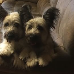 Skye Terrier All Grown Up from Skye Terriers ‘Of Wallace’s Coven’