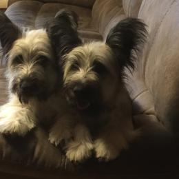 Skye Terrier All Grown Up from Skye Terriers ‘Of Wallace’s Coven’