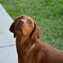 Vizsla All Grown Up from Wasatch Mountain Vizslas