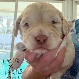 Leia cream boy - Cream male Cockapoo puppy in Haines City, Florida from Camic Cockapoos