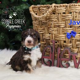Java - Tri-color male Bernedoodle puppy in Heyworth, Illinois from Cobble Creek Puppies