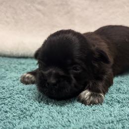 Girl 2 - Chocolate female Shih Tzu puppy in Mobile, Alabama from FluffyTail Shih Tzu