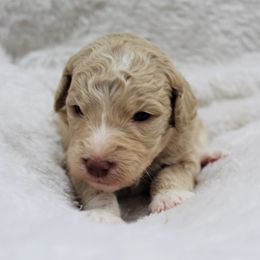 Bernedoodle and Goldendoodle Puppies from Paramount Family Doodles