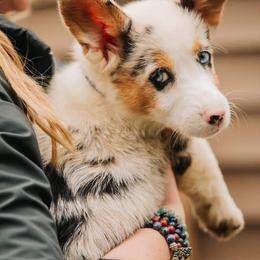 American Corgi and Pembroke Welsh Corgi Puppies from Magnolia Creek Corgis